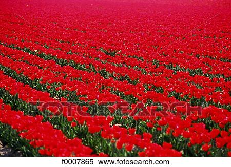 The Netherlands, Red tulip field View Large Photo Image Stock Photography - The Netherlands, Red tulip field. Fotosearch