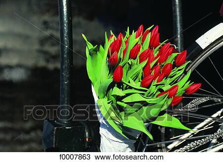 The Netherlands, Red tulips bouquet View Large Photo Image Stock Image - The Netherlands, Red tulips bouquet. Fotosearch