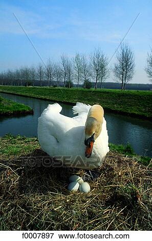 Stock Photo - The Netherlands, Swan on nest. Fotosearch