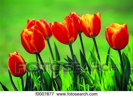 Stock Photo - The Netherlands, Variegated tulips. Fotosearch