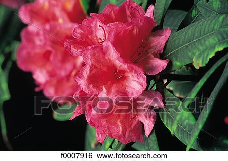 Stock Photograph - Ireland, Powerscourt Garden, rhododendron. Fotosearch