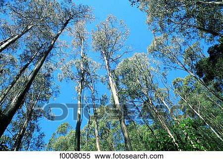 Australia, Victoria, eucalyptus forest View Large Photo Image Stock Photography - Australia, Victoria, eucalyptus forest. Fotosearch