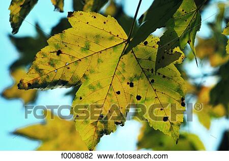 Autumn leaves: plane tree View Large Photo Image Stock Image - Autumn leaves: plane tree. Fotosearch