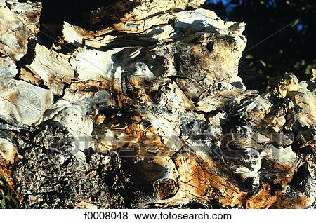 Bark View Large Photo Image Stock Photo - Bark. Fotosearch