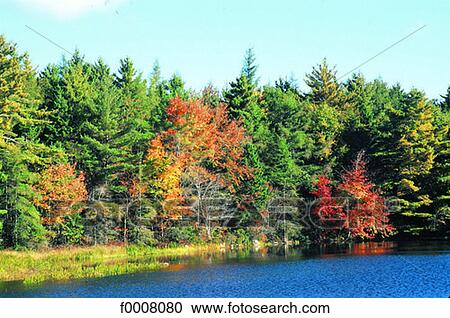 Canada, New Scotland, forest in autumn View Large Photo Image Stock Image - Canada, New Scotland, forest in autumn. Fotosearch