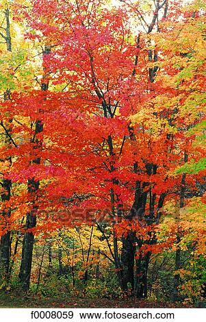 Canada, New Scotland, forest in autumn View Large Photo Image Stock Photo - Canada, New Scotland, forest in autumn. Fotosearch