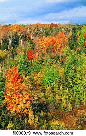 Canada, New Scotland, forest in autumn View Large Photo Image Stock Photo - Canada, New Scotland, forest in autumn. Fotosearch
