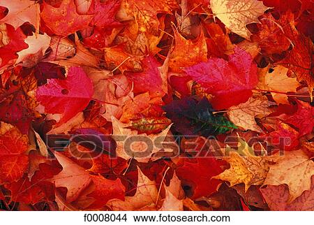 Canada, New Scotland, maple leaves in autumn View Large Photo Image Picture - Canada, New Scotland, maple leaves in autumn. Fotosearch