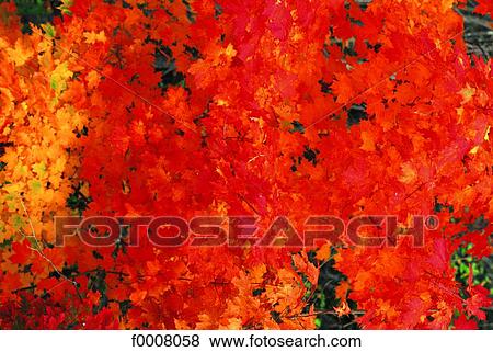 Canada, New Scotland, maple tree in autumn View Large Photo Image Stock Photo - Canada, New Scotland, maple tree in autumn. Fotosearch