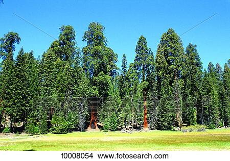 Etats-Unis, Californie, Sequoia National Park View Large Photo Image Picture - Etats-Unis, Californie, Sequoia National Park. Fotosearch