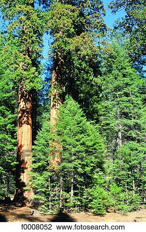 Etats-Unis, Californie, Sequoia National Park View Large Photo Image Stock Image - Etats-Unis, Californie, Sequoia National Park. Fotosearch