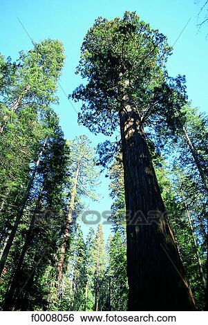 Etats-Unis, Californie, Sequoia National Park View Large Photo Image Stock Photograph - Etats-Unis, Californie, Sequoia National Park. Fotosearch