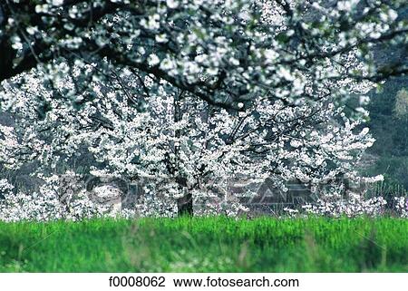 France, Ardèche, flowering cherry tree View Large Photo Image Stock Image - France, Ardèche, flowering cherry tree. Fotosearch