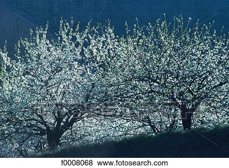 France, Ardèche, flowering cherry trees View Large Photo Image Stock Photo - France, Ardèche, flowering cherry trees. Fotosearch