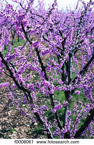 France, Ardèche, flowering peach tree View Large Photo Image Stock Image - France, Ardèche, flowering peach tree. Fotosearch