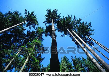 France, Auvergne, coniferous forest View Large Photo Image Stock Photo - France, Auvergne, coniferous forest. Fotosearch