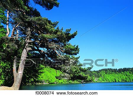 Picture - France, Auvergne, forest at Pavin lake. Fotosearch