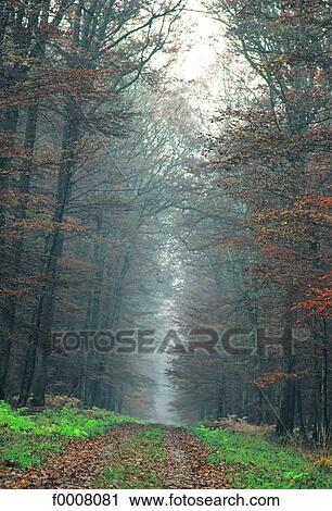France, Auvergne, path in Tronçais forest View Large Photo Image Stock Image - France, Auvergne, path in Tronçais forest. Fotosearch
