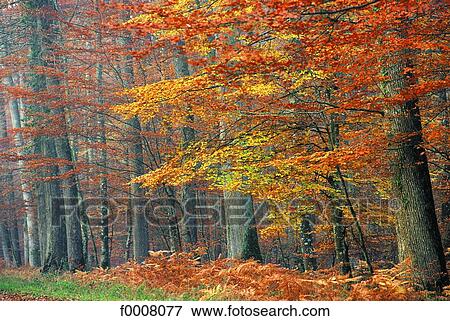 France, Auvergne, Tronçais forest, oaks View Large Photo Image Stock Photo - France, Auvergne, Tronçais forest, oaks. Fotosearch