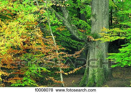 France, Auvergne, Tronçais forest View Large Photo Image Stock Photo - France, Auvergne, Tronçais forest. Fotosearch