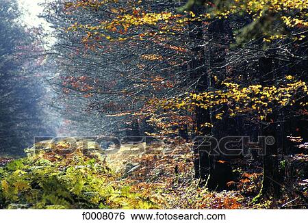 France, Auvergne, Tronçais forest View Large Photo Image Stock Photograph - France, Auvergne, Tronçais forest. Fotosearch