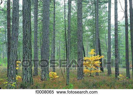 Stock Photography - France, Sologne, chesnut trees near Pierrefitte sur Sauldre. Fotosearch