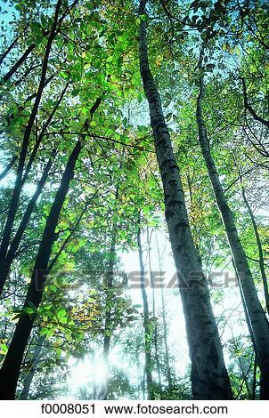 France, the Cannelles forest View Large Photo Image Stock Image - France, the Cannelles forest. Fotosearch