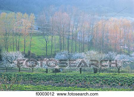France, the Cevennes, cherry trees and countryside View Large Photo Image Stock Image - France, the Cevennes, cherry trees and countryside. Fotosearch