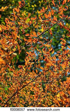 Hornbeam in autumn View Large Photo Image Stock Photo - Hornbeam in autumn. Fotosearch