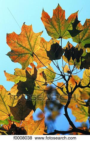 Maple leaves View Large Photo Image Stock Photo - Maple leaves. Fotosearch