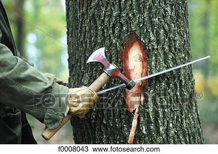 Marking trees View Large Photo Image Stock Image - Marking trees. Fotosearch