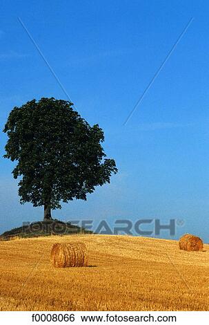Oak in summer View Large Photo Image Stock Photograph - Oak in summer. Fotosearch
