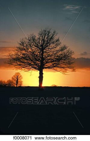 Stock Image - Oak in winter. Fotosearch