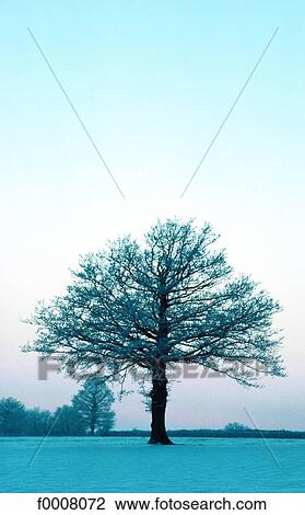 Stock Image - Oak in winter. Fotosearch