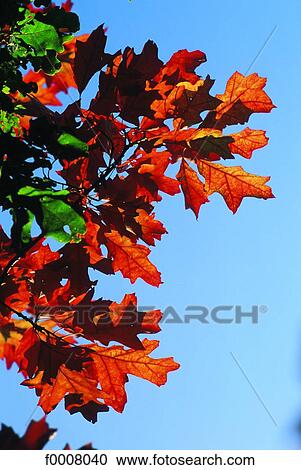 Stock Image - Red oak. Fotosearch