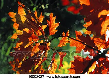 Stock Photo - Red oak. Fotosearch