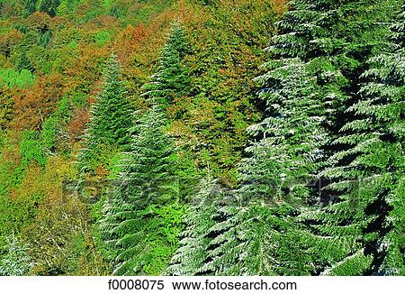 Stock Photography - Spruces and broad-leaved trees. Fotosearch