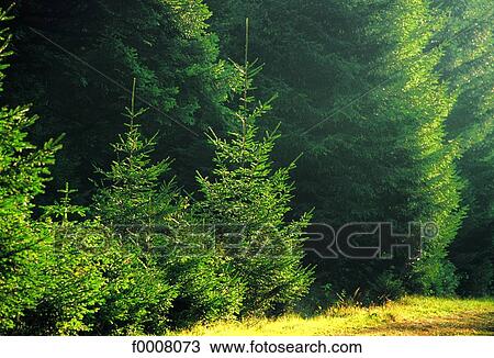 Spruces forest View Large Photo Image Stock Image - Spruces forest. Fotosearch