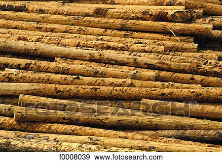 Stock of coniferous, for pulp View Large Photo Image Stock Photo - Stock of coniferous, for pulp. Fotosearch