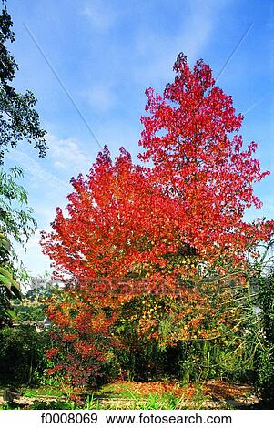 Sweet gum tree in autumn View Large Photo Image Stock Photo - Sweet gum tree in autumn. Fotosearch
