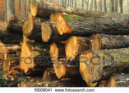 Stock Image - Treetrunks. Fotosearch