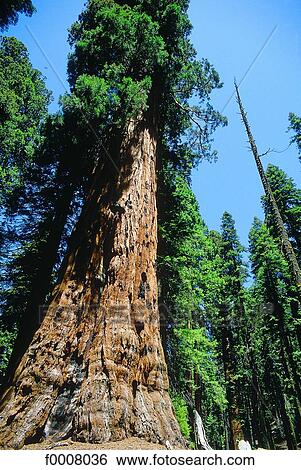 Stock Photograph - United States, USA, California, Sequoia National Park. Fotosearch