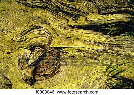 United States, USA, California, treetrunk, detail View Large Photo Image Stock Photograph - United States, USA, California, treetrunk, detail. Fotosearch