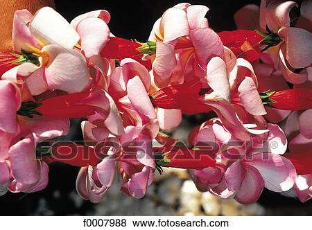 フランス領ポリネシア タヒチ 花 装飾 Plumeria 写真館 イメージ館 F Fotosearch