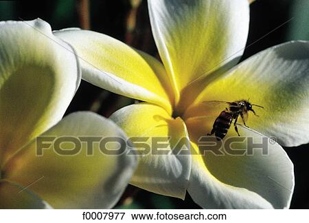 Bee on a frangipani tree flower View Large Photo Image Stock Photo - Bee on a frangipani tree flower. Fotosearch