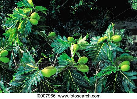 Stock Photograph - Breadfruit tree (Artocarpus Altilis). Fotosearch