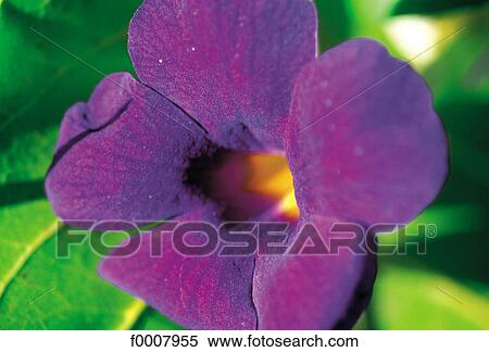 Stock Photography - Bush clock vine ( Acanthaceae ). Fotosearch