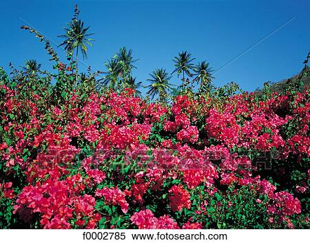 Caribbean, Guadeloupe, bougainvillea View Large Photo Image Stock Photography - Caribbean, Guadeloupe, bougainvillea. Fotosearch
