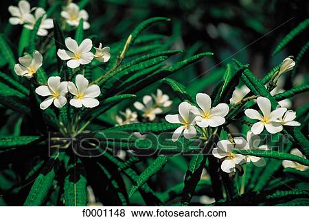 Caribbean, Guadeloupe, frangipani tree flowers View Large Photo Image Stock Photo - Caribbean, Guadeloupe, frangipani tree flowers. Fotosearch