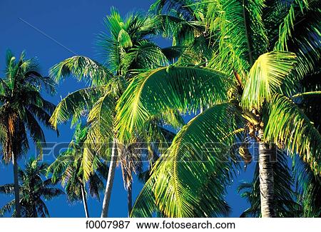 Caribbean, Martinique, coconut tree View Large Photo Image Stock Photo - Caribbean, Martinique, coconut tree. Fotosearch
